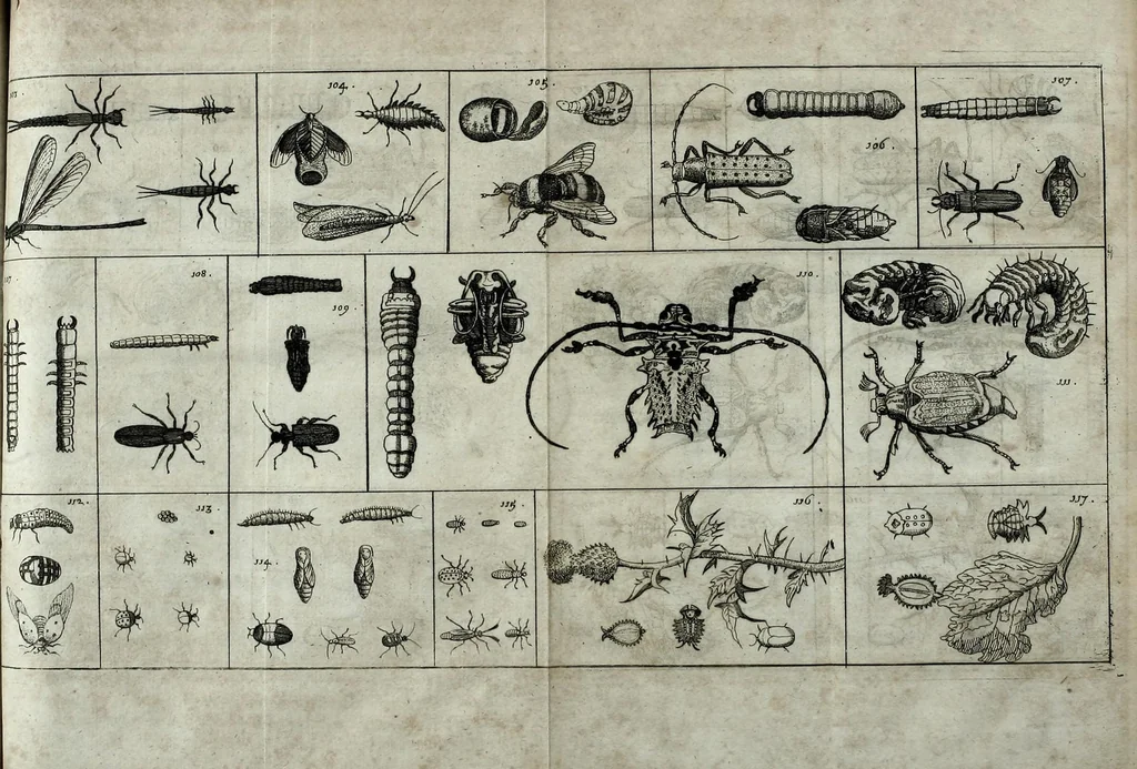 An illustration from Johannes Godartius Of insects, 1682, leaf 191