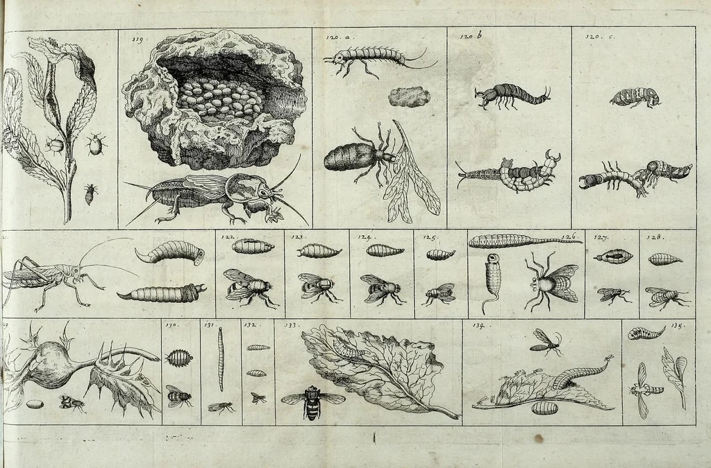 An illustration from Johannes Godartius Of insects, 1682, leaf 211
