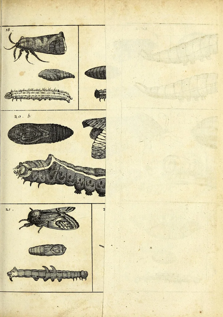 An illustration from Johannes Godartius Of insects, 1682, leaf 63