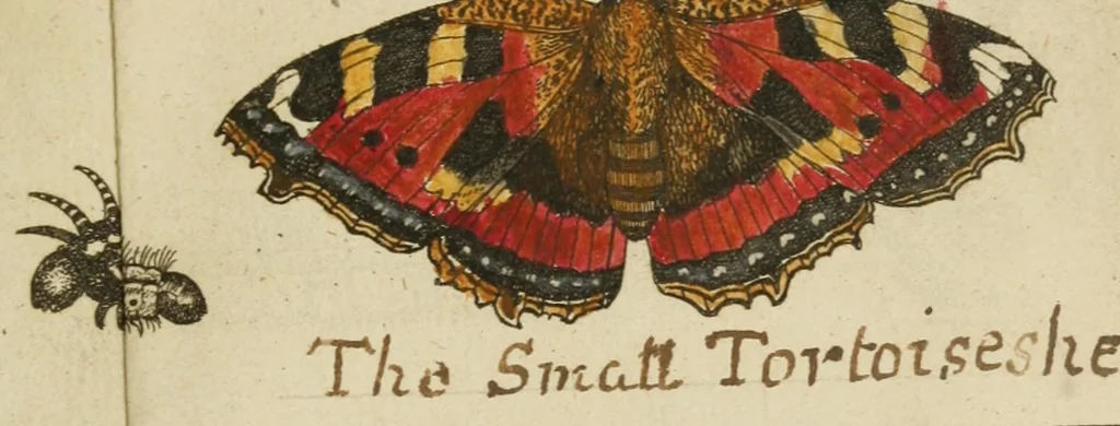 An illustration from Johannes Goedartius De insectis, in methodum redactus : cum notularum additione operâ M. Lister ... : item appendicis ad Historiam animalium Angliæ, ejusdem M. Lister, 1685, leaf 371