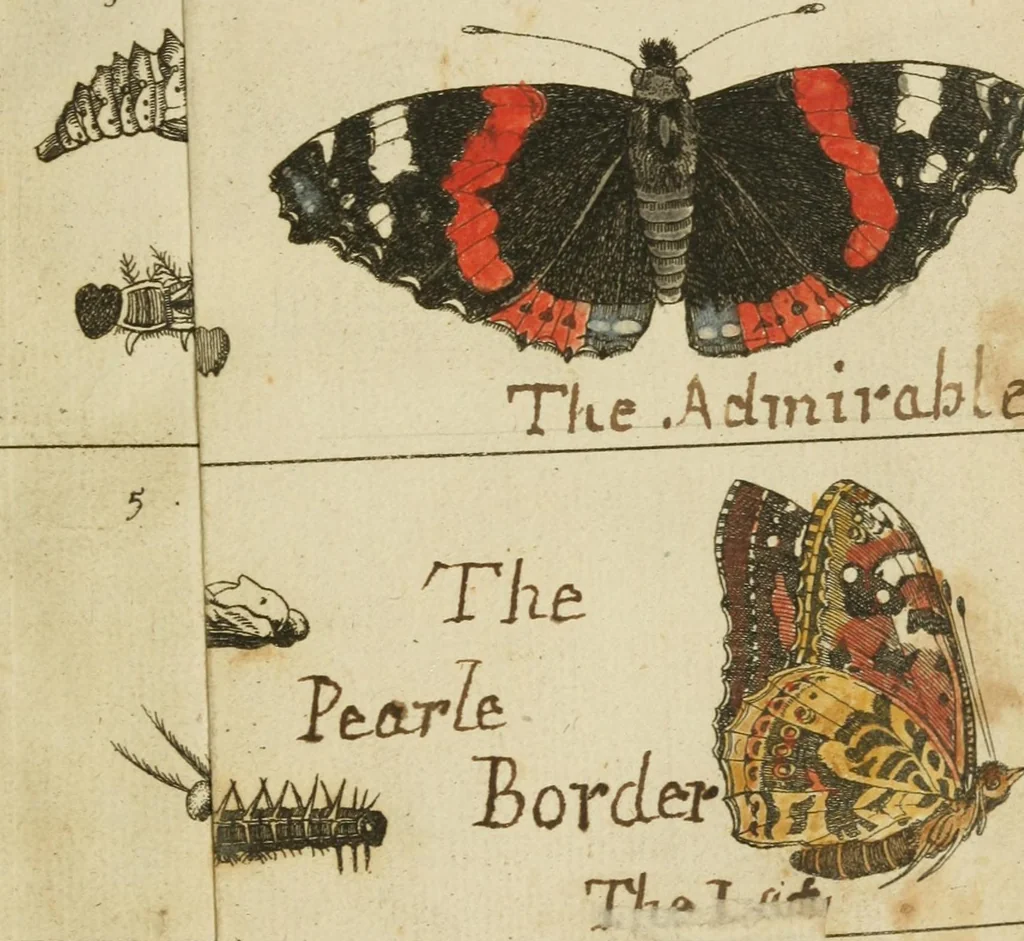 An illustration from Johannes Goedartius De insectis, in methodum redactus : cum notularum additione operâ M. Lister ... : item appendicis ad Historiam animalium Angliæ, ejusdem M. Lister, 1685, leaf 371