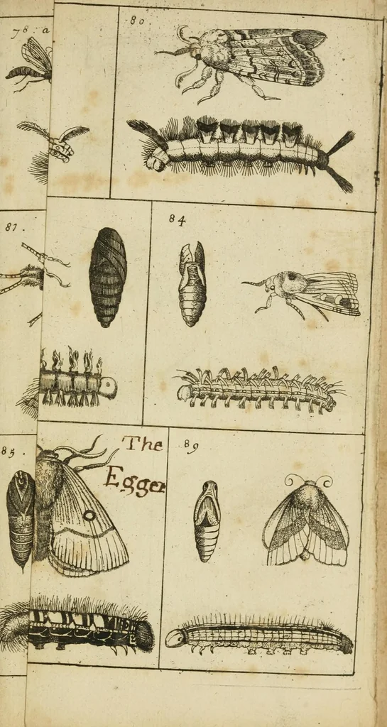 An illustration from Johannes Goedartius De insectis, in methodum redactus : cum notularum additione operâ M. Lister ... : item appendicis ad Historiam animalium Angliæ, ejusdem M. Lister, 1685, leaf 379