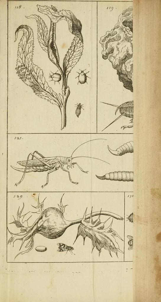 An illustration from Johannes Goedartius De insectis, in methodum redactus : cum notularum additione operâ M. Lister ... : item appendicis ad Historiam animalium Angliæ, ejusdem M. Lister, 1685, leaf 419