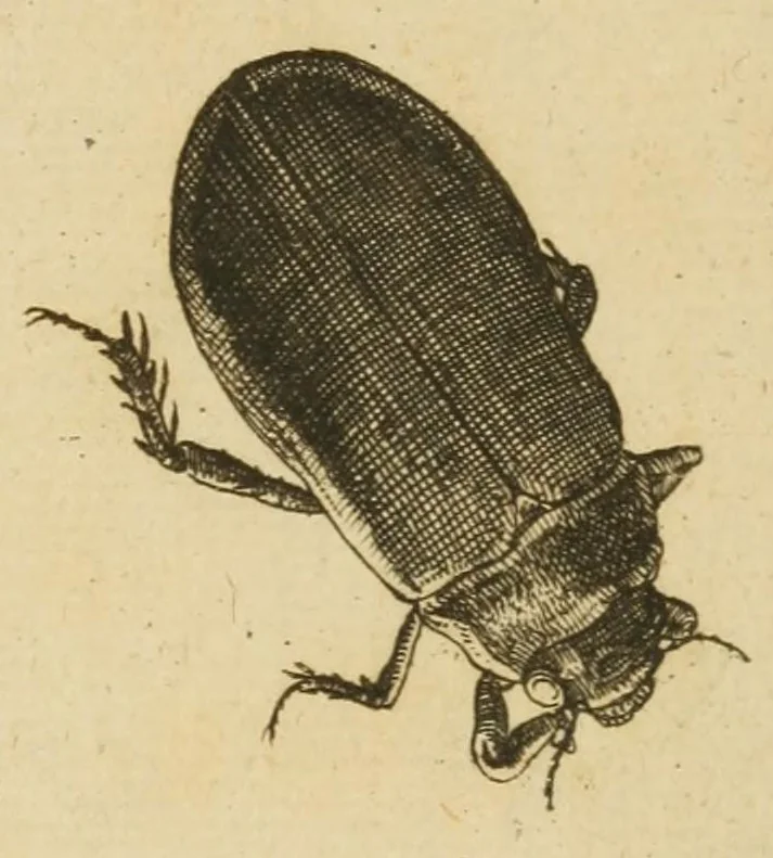 An illustration from Johannes Goedartius De insectis, in methodum redactus : cum notularum additione operâ M. Lister ... : item appendicis ad Historiam animalium Angliæ, ejusdem M. Lister, 1685, leaf 501