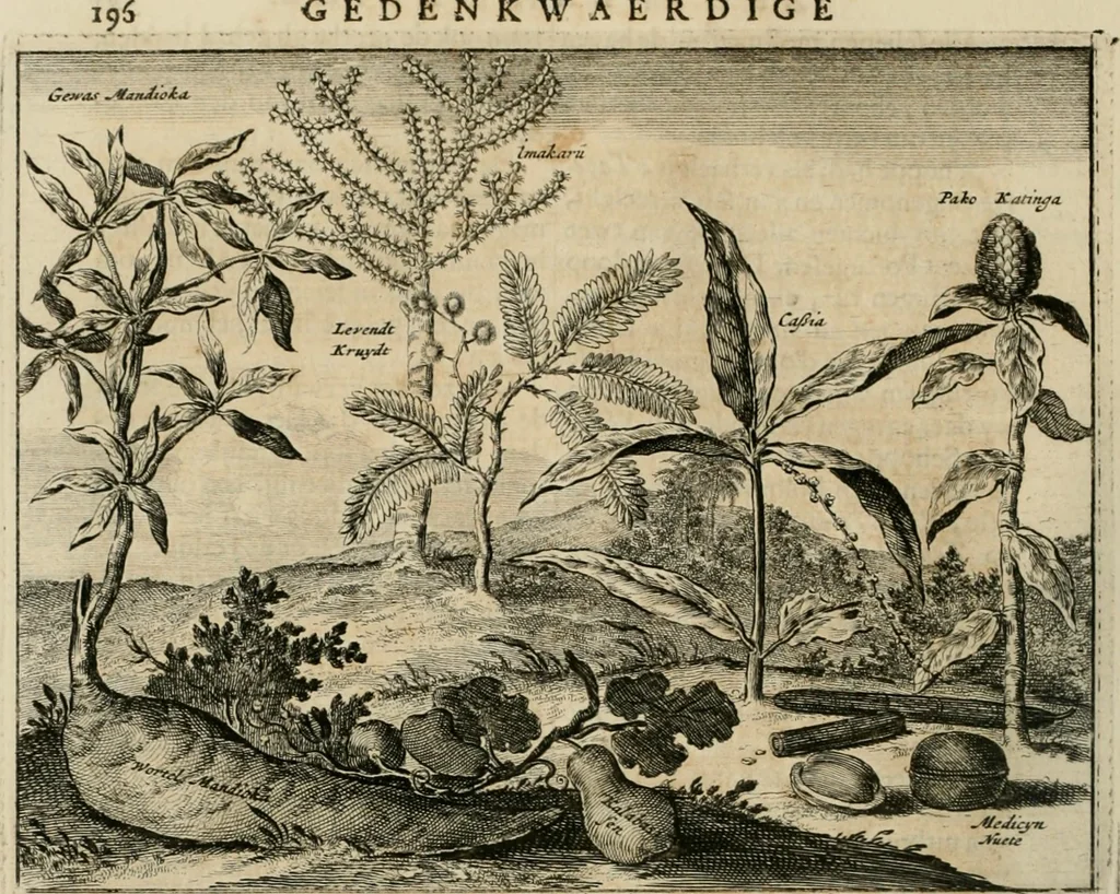 An illustration from Johan Nieuhofs Gedenkweerdige Brasiliaense zee- en lant- reize. : Behelzende al het geen op dezelve is voorgevallen. Beneffens een bondige beschrijving van gantsche Neerlants Brasil, zoo van lantschappen, steden, dieren, gewassen, als draghten, zeden en godsdienst der inwoonders: en ��inzonderheit ein wijtloopig verhael der merkwaardigste voorvallen en geschiedenissen, die zich, geduurende zijn negenjarigh verblijf in Brasil, in d'oorlogen en opstant der Portugesen tegen d'onzen, zich sedert het jaer 1640. tot 1649. hebben toegedragen. Door gaens verçiert met verscheide afbeeldingen, na't leven aldaer getekent, 1682, leaf 225