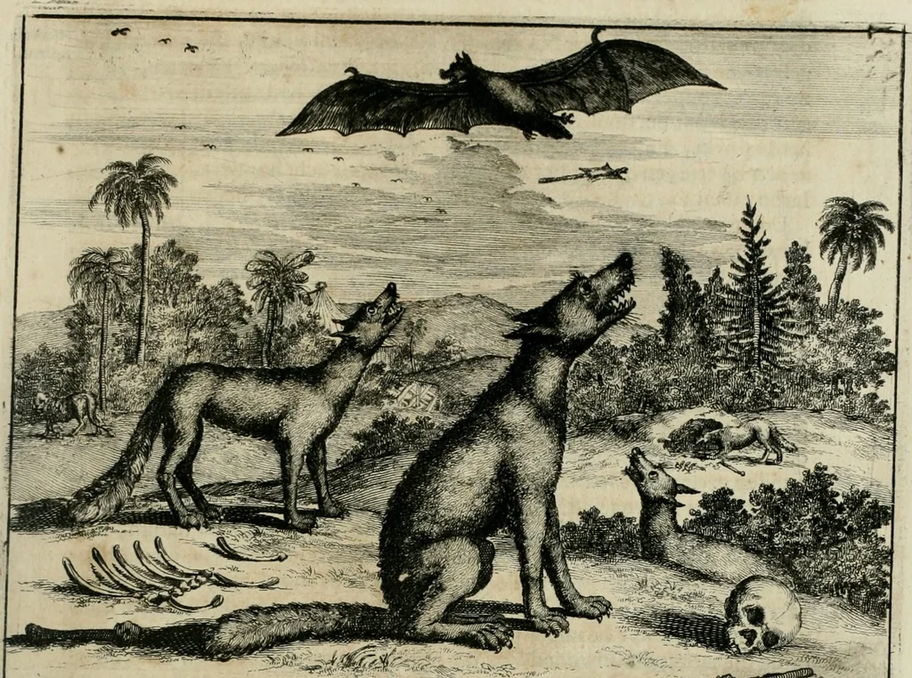An illustration from Johan Nieuhofs Gedenkweerdige Brasiliaense zee- en lant- reize. : Behelzende al het geen op dezelve is voorgevallen. Beneffens een bondige beschrijving van gantsche Neerlants Brasil, zoo van lantschappen, steden, dieren, gewassen, als draghten, zeden en godsdienst der inwoonders: en ��inzonderheit ein wijtloopig verhael der merkwaardigste voorvallen en geschiedenissen, die zich, geduurende zijn negenjarigh verblijf in Brasil, in d'oorlogen en opstant der Portugesen tegen d'onzen, zich sedert het jaer 1640. tot 1649. hebben toegedragen. Door gaens verçiert met verscheide afbeeldingen, na't leven aldaer getekent, 1682, leaf 480