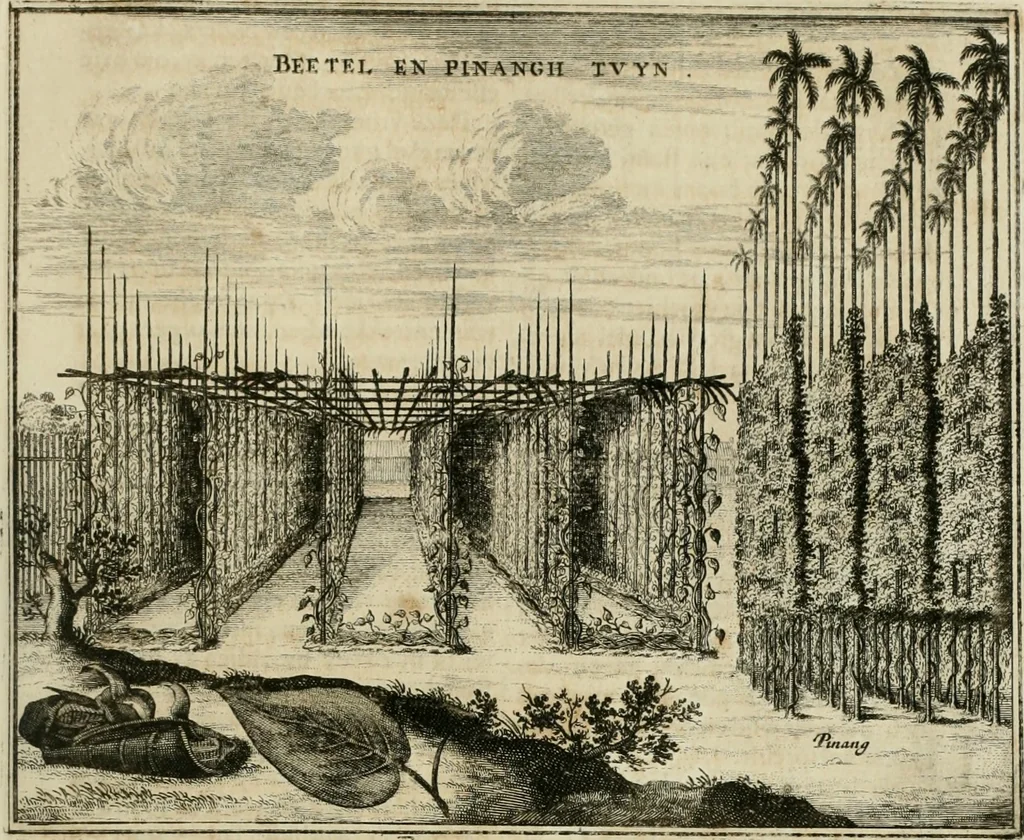An illustration from Johan Nieuhofs Gedenkweerdige Brasiliaense zee- en lant- reize. : Behelzende al het geen op dezelve is voorgevallen. Beneffens een bondige beschrijving van gantsche Neerlants Brasil, zoo van lantschappen, steden, dieren, gewassen, als draghten, zeden en godsdienst der inwoonders: en ��inzonderheit ein wijtloopig verhael der merkwaardigste voorvallen en geschiedenissen, die zich, geduurende zijn negenjarigh verblijf in Brasil, in d'oorlogen en opstant der Portugesen tegen d'onzen, zich sedert het jaer 1640. tot 1649. hebben toegedragen. Door gaens verçiert met verscheide afbeeldingen, na't leven aldaer getekent, 1682, leaf 586