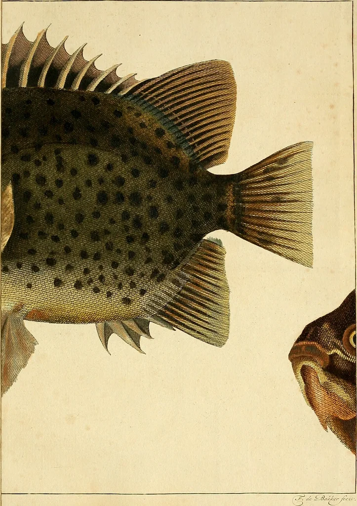 An illustration from Johannis Alberti Schlosser medicinae doctoris ... Epistola ad virum expertissimum, peritissimumque Ferdinandum Dejean ... De lacerta Amboinensi .., 1768, leaf 106