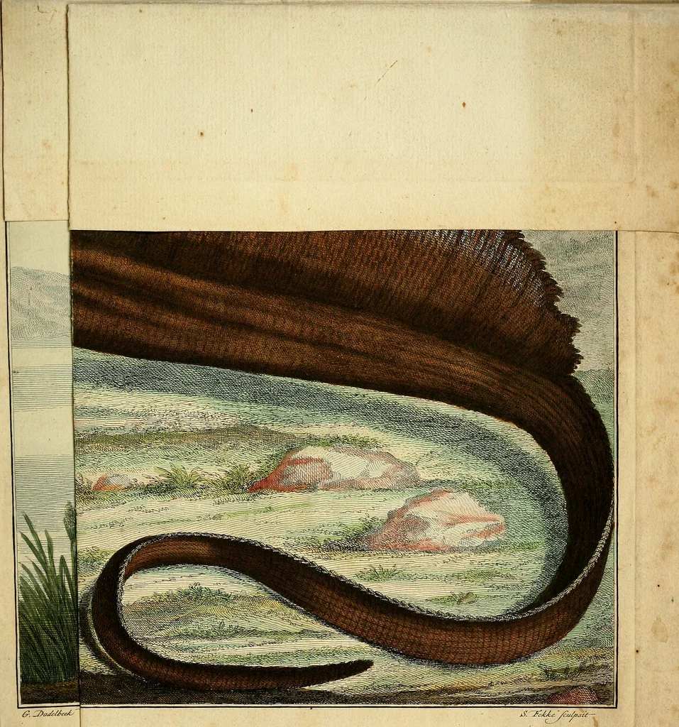 An illustration from Johannis Alberti Schlosser medicinae doctoris ... Epistola ad virum expertissimum, peritissimumque Ferdinandum Dejean ... De lacerta Amboinensi .., 1768, leaf 52