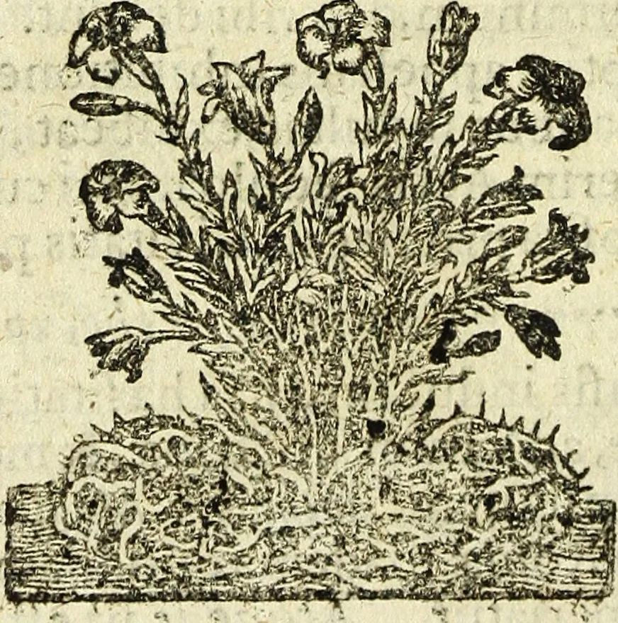 An illustration from Joh. Christophori Wagenseilii De Sacri rom. imperii libera Civitate noribergensi commentatio. Accedit, De Germaniæ, phonascorvm, Von der meister-singer, 1697, leaf 419