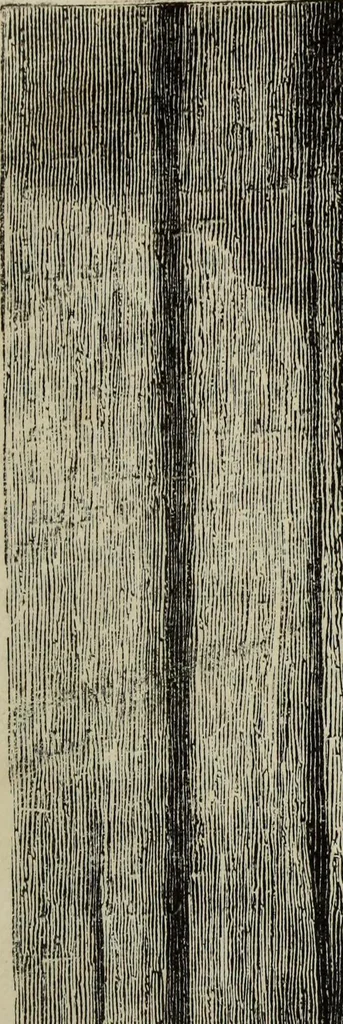An illustration from John Cassell's Art treasures exhibition: containing engravings of the principal masterpieces of the English, Dutch, Flemish, French, and German schools, 1858, leaf 42