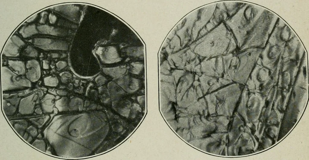 An illustration from Journal, 1917, leaf 324