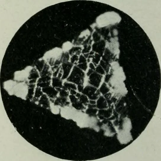 An illustration from Journal, 1917, leaf 429