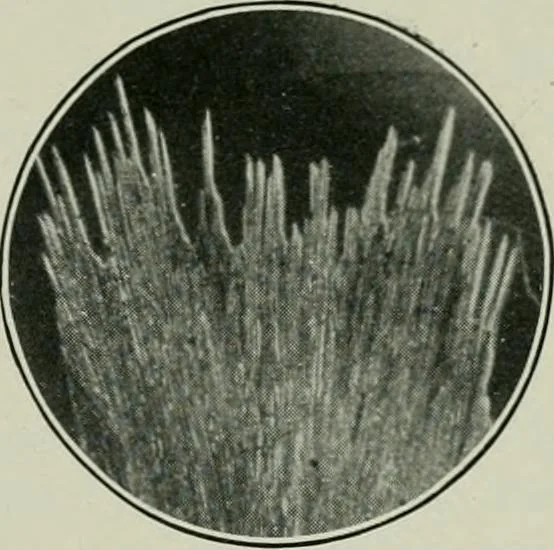 An illustration from Journal, 1917, leaf 156