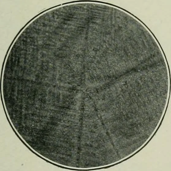 An illustration from Journal, 1917, leaf 156