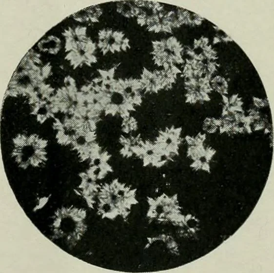 An illustration from Journal, 1917, leaf 310