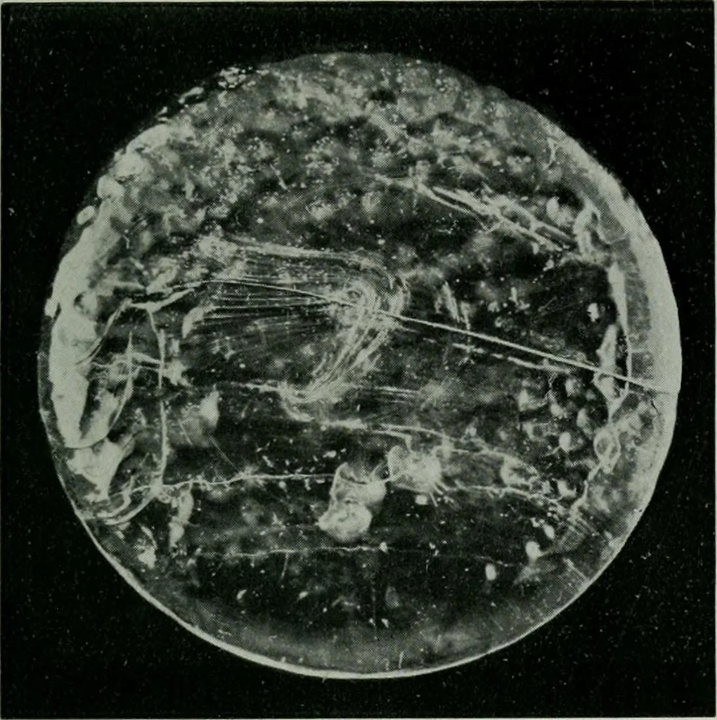An illustration from Journal, 1917, leaf 386