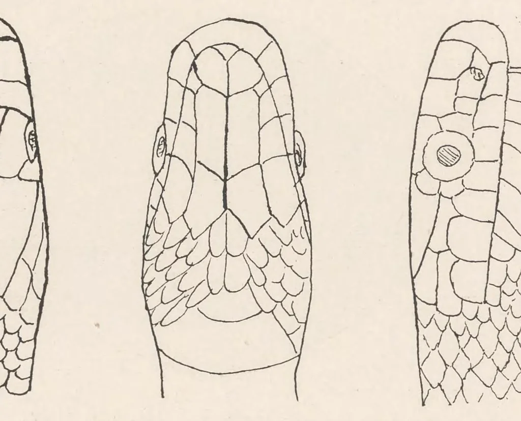 An illustration from Journal of the North-China Branch of the Royal Asiatic Society for the year .., 1906, leaf 127