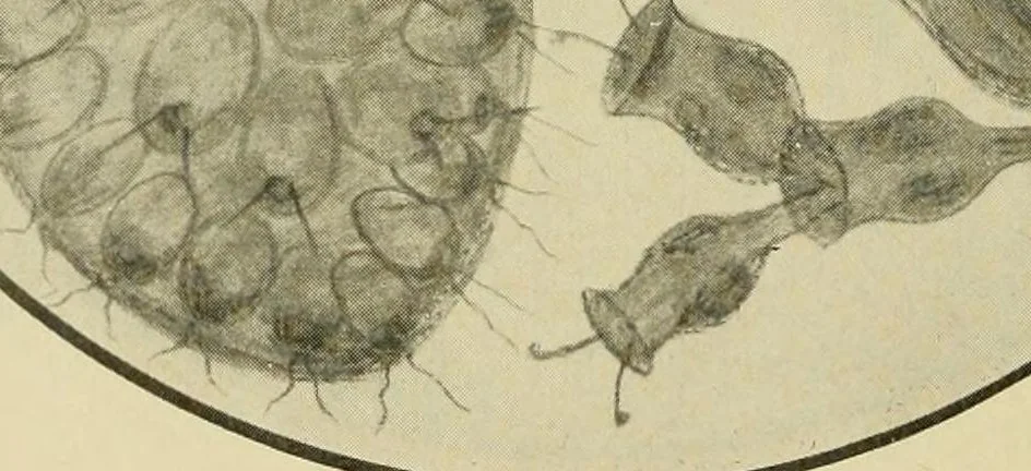 An illustration from Journal of the Association of Engineering Societies, 1881, leaf 166
