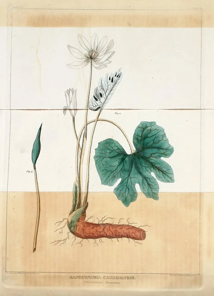 An illustration from Journal of the Philadelphia College of Pharmacy, 1829, leaf 110