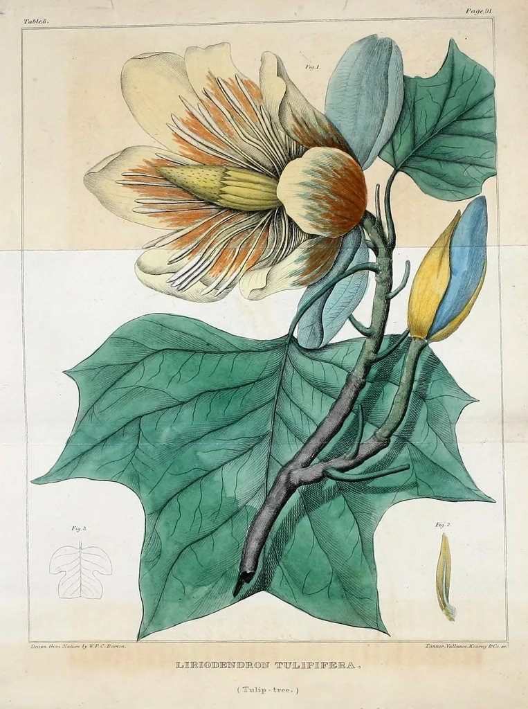 An illustration from Journal of the Philadelphia College of Pharmacy, 1829, leaf 18