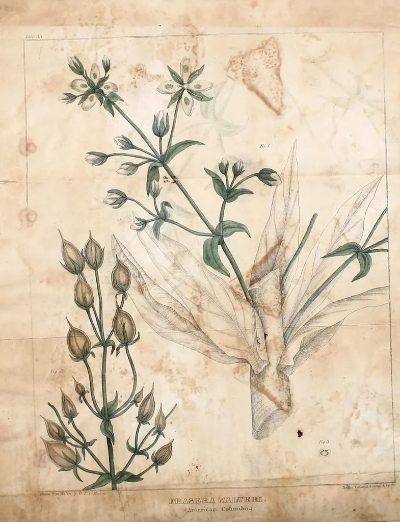 An illustration from Journal of the Philadelphia College of Pharmacy, 1829, leaf 297