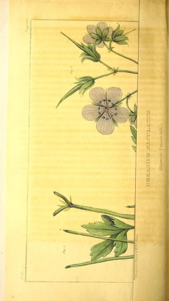 An illustration from Journal of the Philadelphia College of Pharmacy, 1829, leaf 114