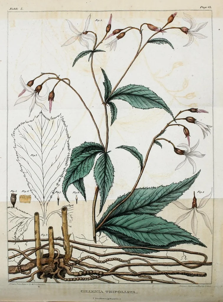 An illustration from Journal of the Philadelphia College of Pharmacy, 1829, leaf 204