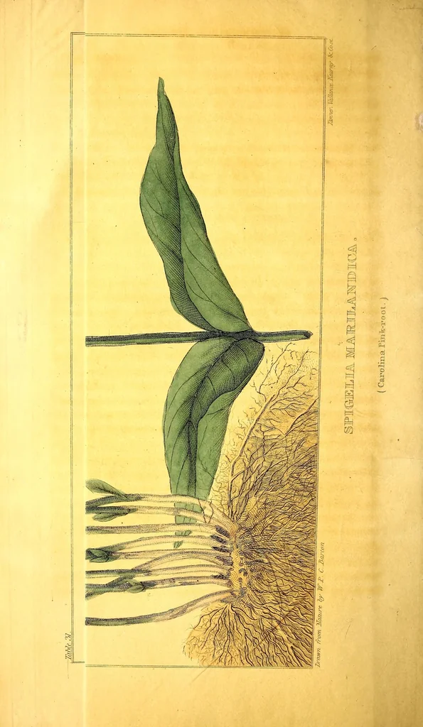 An illustration from Journal of the Philadelphia College of Pharmacy, 1829, leaf 22