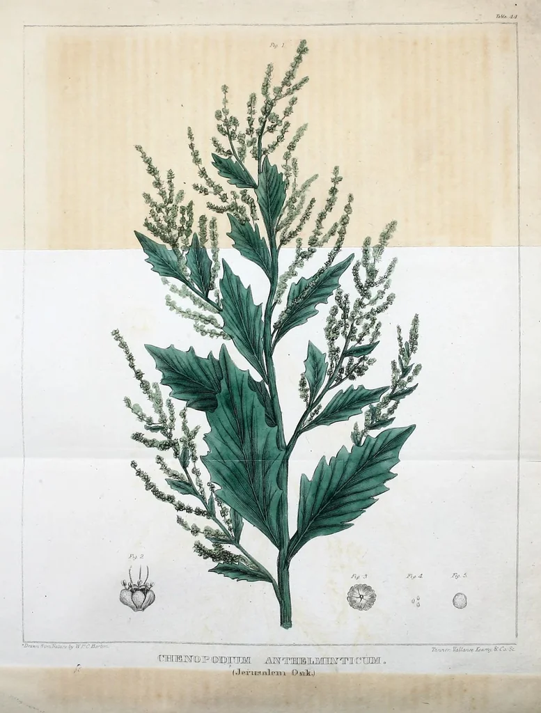 An illustration from Journal of the Philadelphia College of Pharmacy, 1829, leaf 194
