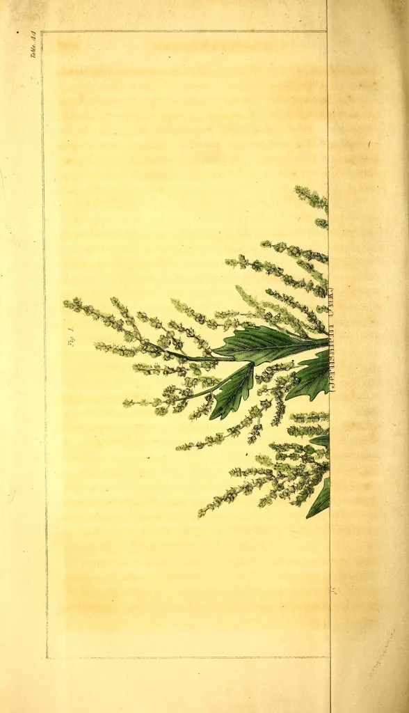 An illustration from Journal of the Philadelphia College of Pharmacy, 1829, leaf 196