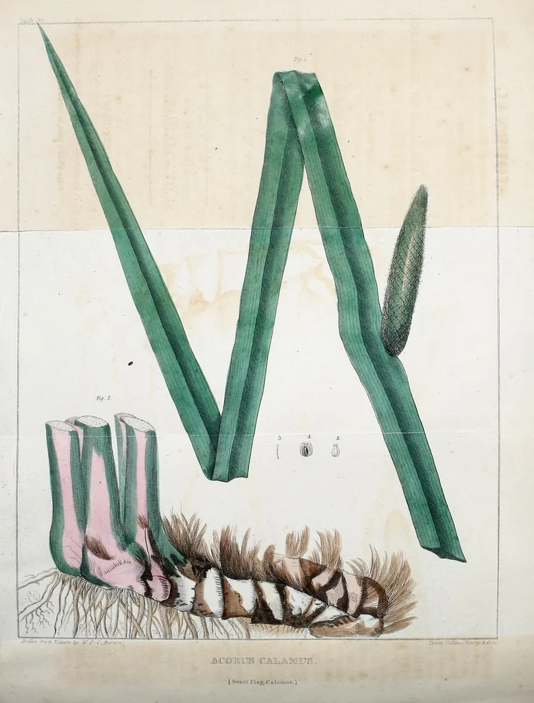 An illustration from Journal of the Philadelphia College of Pharmacy, 1829, leaf 286