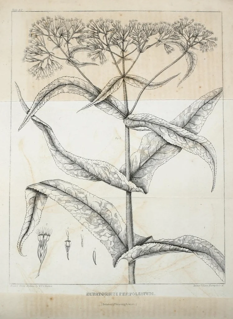 An illustration from Journal of the Philadelphia College of Pharmacy, 1829, leaf 16