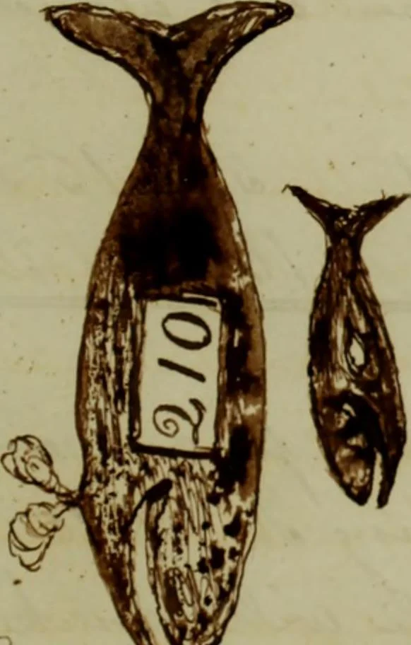 An illustration from [Journal of the Saratoga (Ship) of New Bedford, Mass. mastered by Frederick Slocum, kept by Washington Fosdick, on voyage from April 23, 1857 - December 12, 1858], 1857, leaf 74