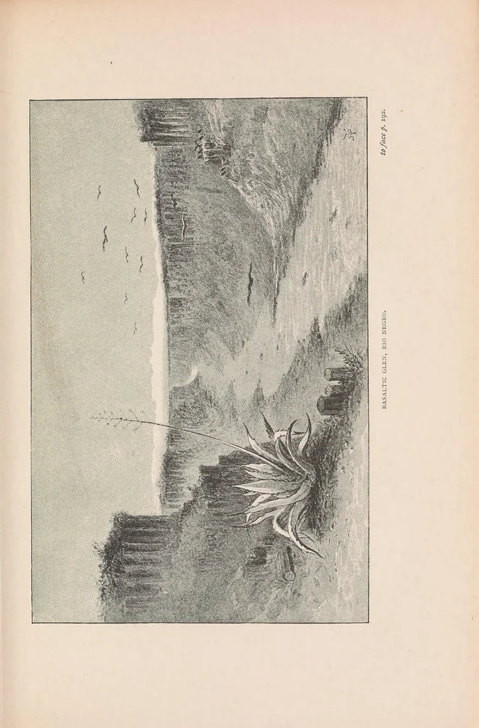 An illustration from Journal of researches into the natural history and geology of the countries visited during the voyage round the world of the H.M.S. 'Beagle' : under the command of Capt. Fitz Roy, R.N., 1890, leaf 225