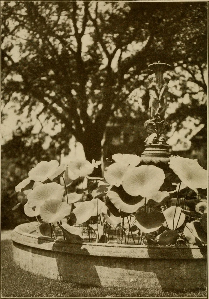 An illustration from The joy of gardens, 1911, leaf 111