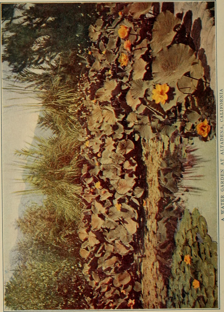 An illustration from The joy of gardens, 1911, leaf 7
