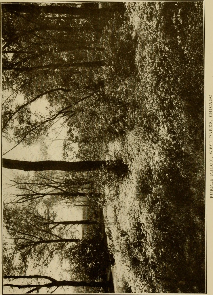 An illustration from The joy of gardens, 1911, leaf 80