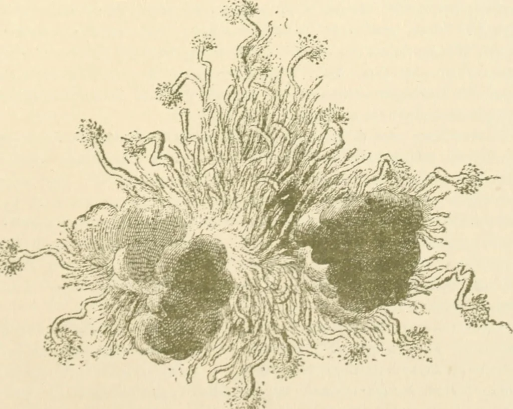 An illustration from Starye gody, 1907, leaf 338