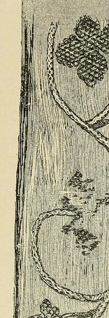 An illustration from Katalog der Gewebesammlung des Germanischen Nationalmuseum .., 1896, leaf 73