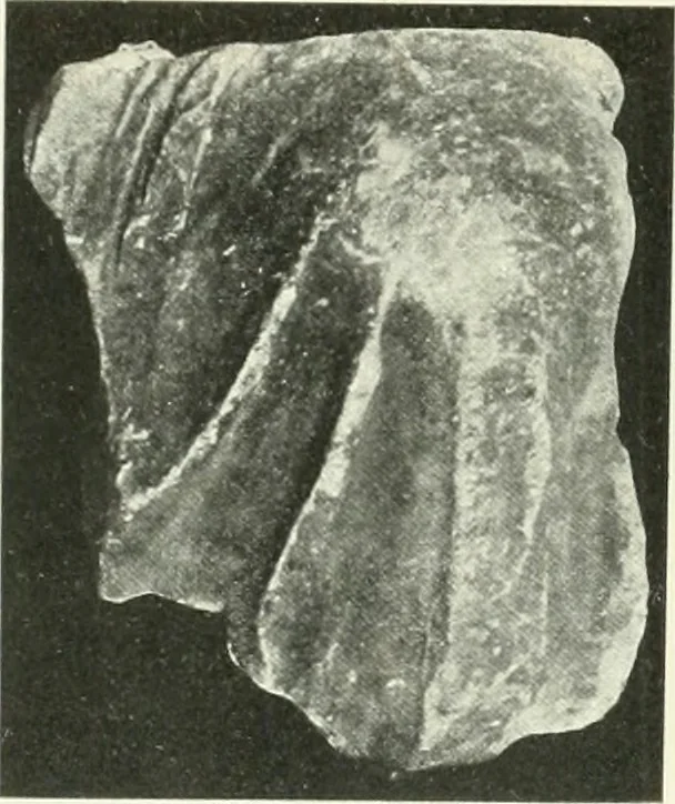 An illustration from Katalogos tou Mouseiou Lykosouras, 1911, leaf 28