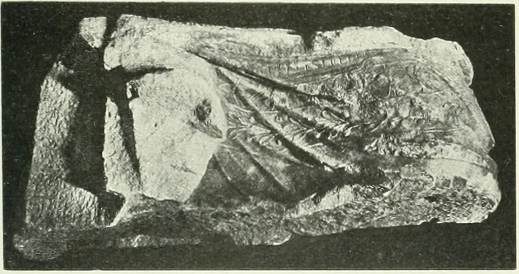 An illustration from Katalogos tou Mouseiou Lykosouras, 1911, leaf 34