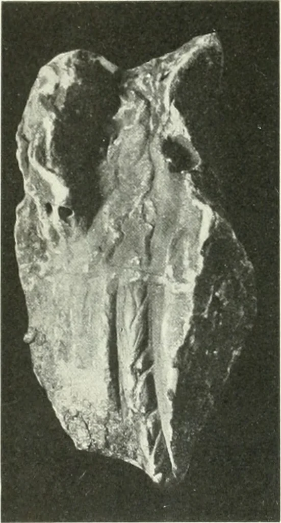 An illustration from Katalogos tou Mouseiou Lykosouras, 1911, leaf 38