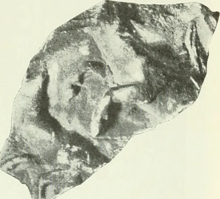 An illustration from Katalogos tou Mouseiou Lykosouras, 1911, leaf 42