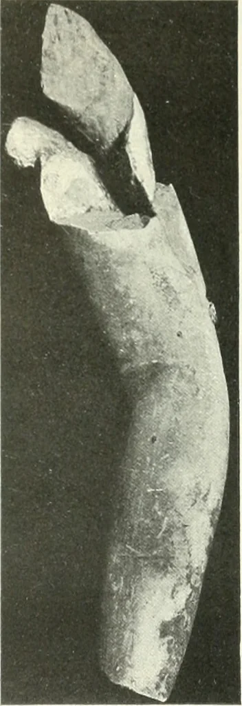 An illustration from Katalogos tou Mouseiou Lykosouras, 1911, leaf 46