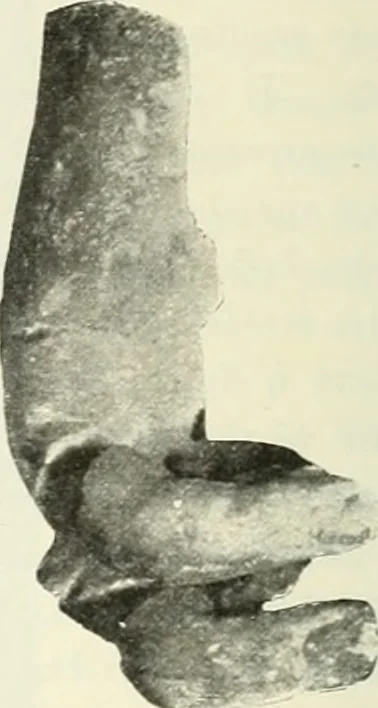 An illustration from Katalogos tou Mouseiou Lykosouras, 1911, leaf 47