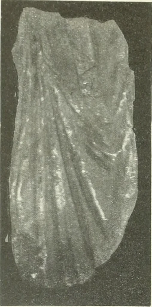 An illustration from Katalogos tou Mouseiou Lykosouras, 1911, leaf 52