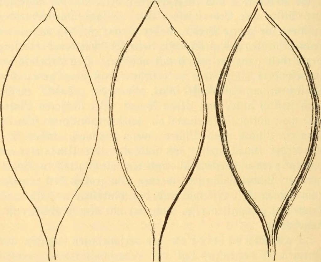 An illustration from Katechismus der Liebhaberkünste, 1896, leaf 107