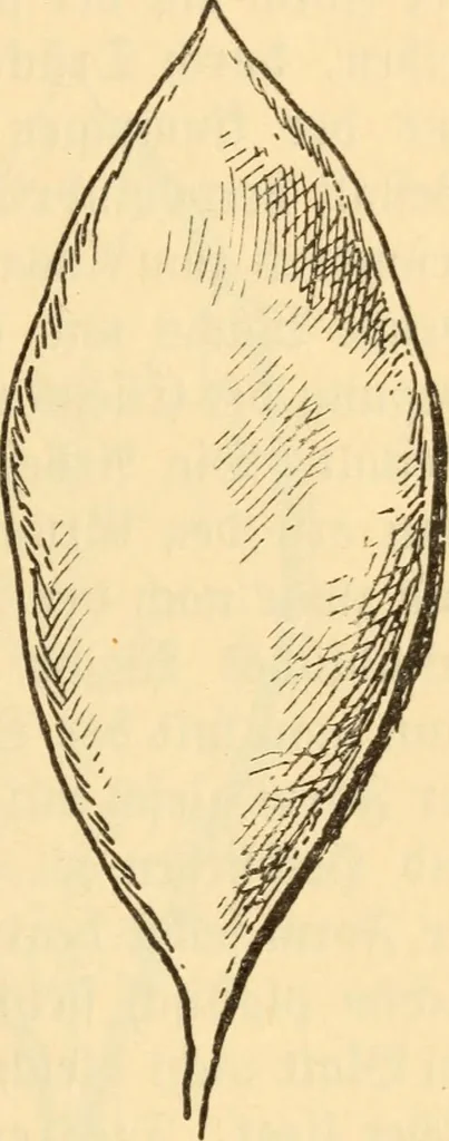 An illustration from Katechismus der Liebhaberkünste, 1896, leaf 108