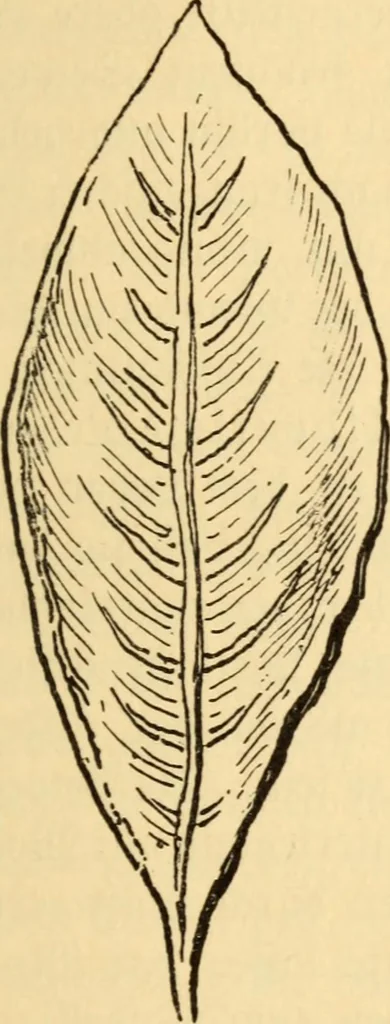 An illustration from Katechismus der Liebhaberkünste, 1896, leaf 110